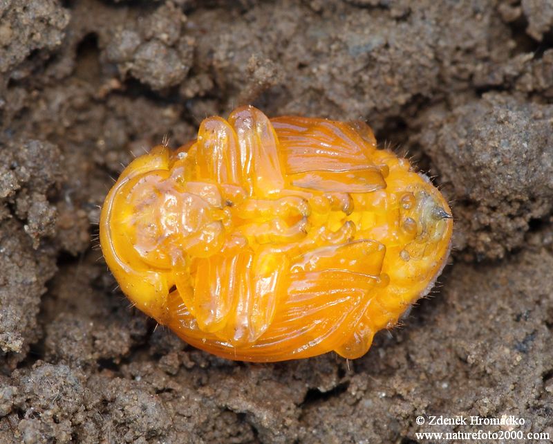 mandelinka bramborová, Leptinotarsa decemlineata (Brouci, Coleoptera)